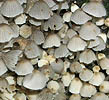 Coprinus disseminatus