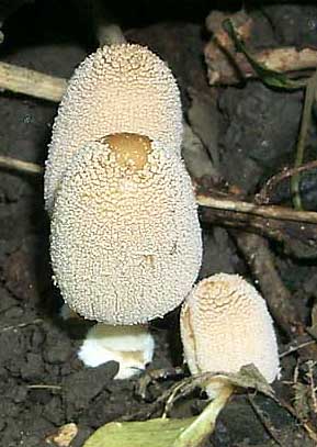 Coprinus lagopus