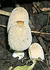 Coprinus lagopus