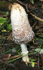 Coprinus comatus