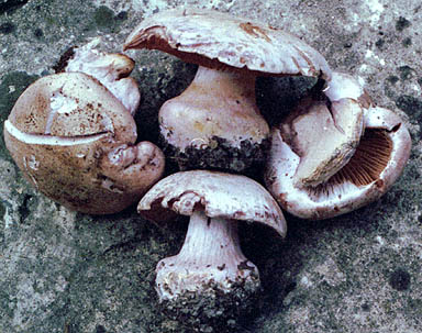 Cortinarius obliquus