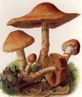 Cortinarius armillatus