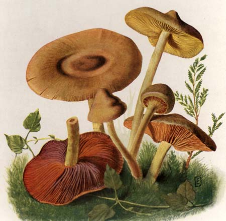 Cortinarius semisanguineus