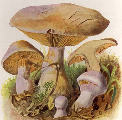 Cortinarius traganus