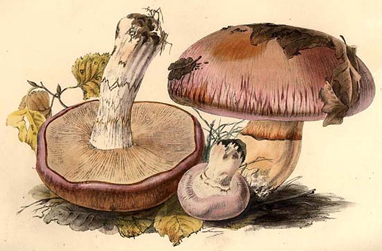 Cortinarius husseyi