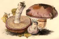 Cortinarius husseyi