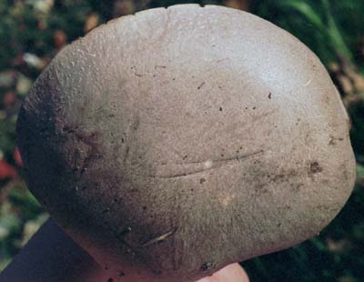 Entoloma abortivum