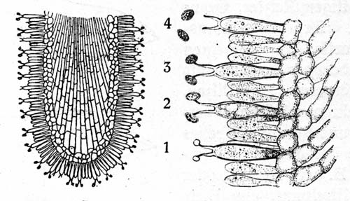 Agaricaceae