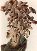 Grifola umbellatum