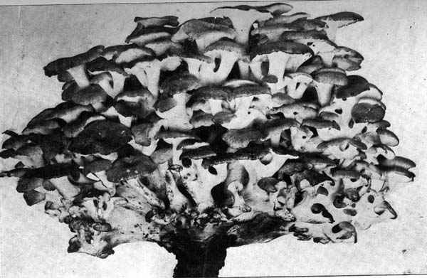 Grifola umbellatum