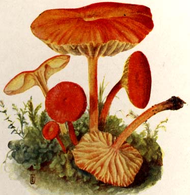 Hygrocybe miniata