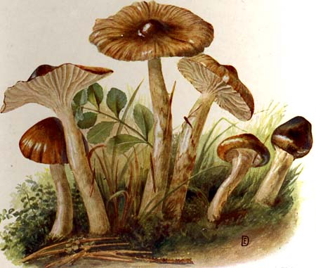 Hygrophorus olivaceoalbus