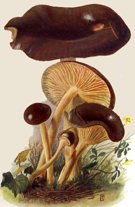 Hygrophorus fuligineus