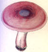 Hygrophorus russula