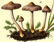 Inocybe lilacina