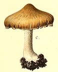 Inocybe pyriodora