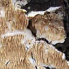 Irpex lacteus