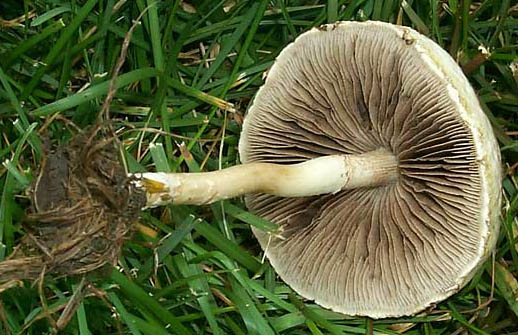 Psathyrella velutina