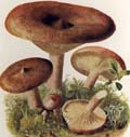 Lactarius camphoratus