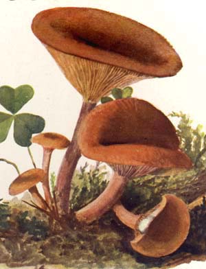 Lactarius rufus