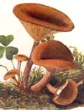 Lactarius rufus