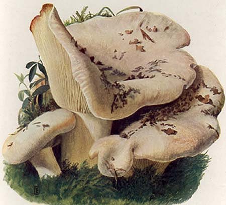 Lactarius subvellereus