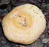 Lactarius psammicola