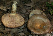 Lactarius atroviridis