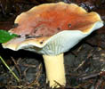 Lactarius volemus