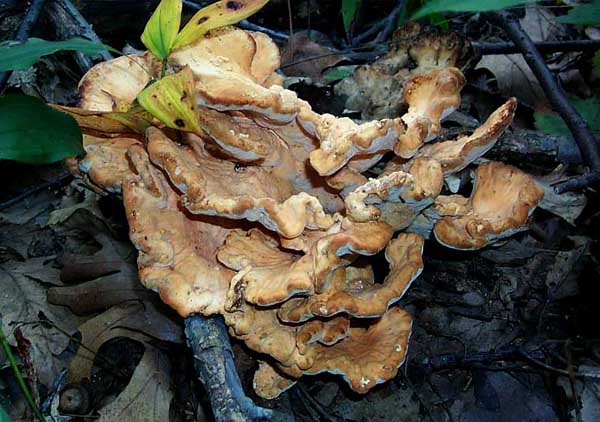 Laetiporus cincinnatus