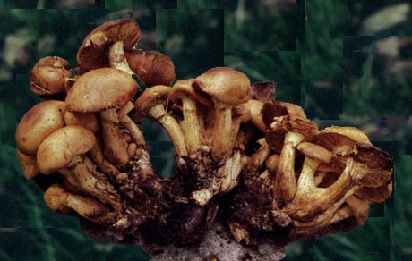 Gymnopilus spectabilis