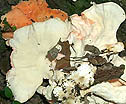 Laetiporus cincinnatus