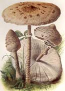 Lepiota procera