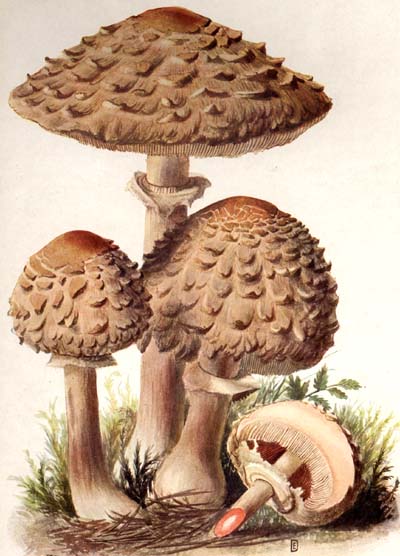 Lepiota rachodes