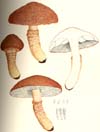 Cystoderma cinnabarinum