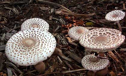 Lepiota americana