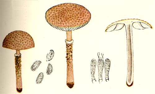 Lepiota helveola