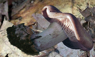 Clitocybe nuda