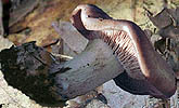 Clitocybe nuda