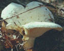 Russula compacta