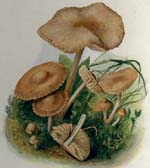 Marasmius oreades