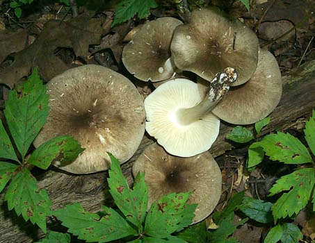 Megacollybia platyphylla