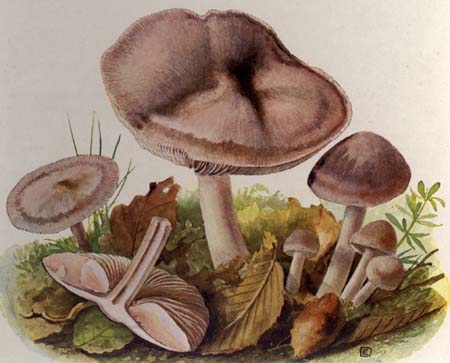 Mycena pura