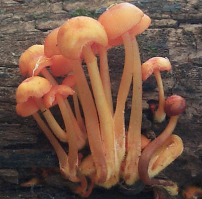 Mycena leaiana