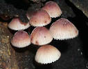 Mycena haematopus