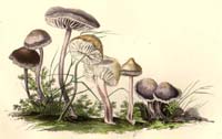 Mycena pura