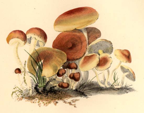 Hypholoma capnoides