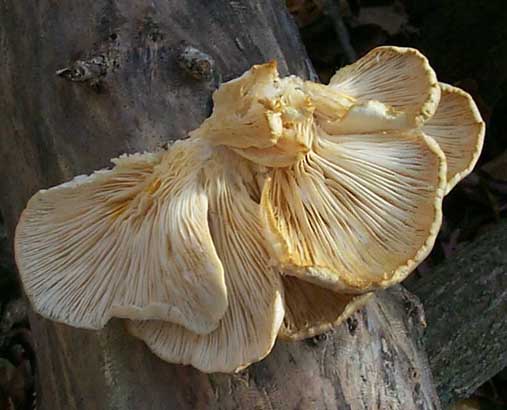 Pleurotus ostreatus