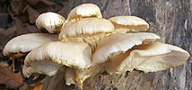 Pleurotus ostreatus