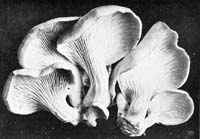 Pleurotus ostreatus